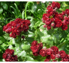 Роза Ред Сенсейшн (Red Sensation)
